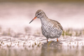 Common Redshank in Wetland on migration route - PhotoDune Item for Sale