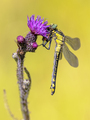 Common Clubtail Dragonfly - PhotoDune Item for Sale