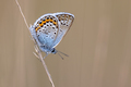Silver Studded Blue Butterfly resting on stick - PhotoDune Item for Sale