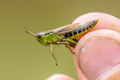 water meadow grasshopper female - PhotoDune Item for Sale