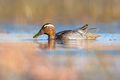 Garganey dabbling duck swimming in Wetland - PhotoDune Item for Sale