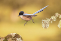 Iberian magpie flying against bright background - PhotoDune Item for Sale