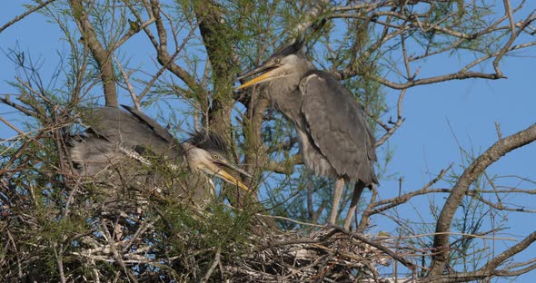 young grey herons in the nest, the Camargue in France