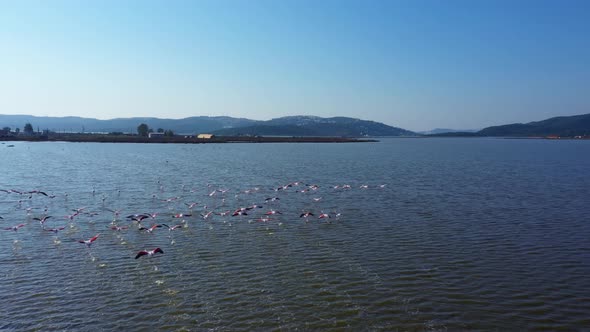 Flock of Flamingos Flying Above Sea Water