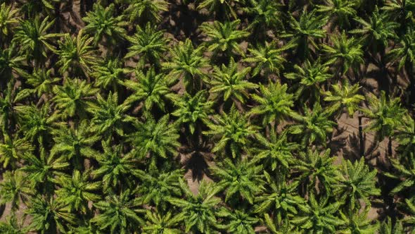 Palm trees plantation in Costa Rica