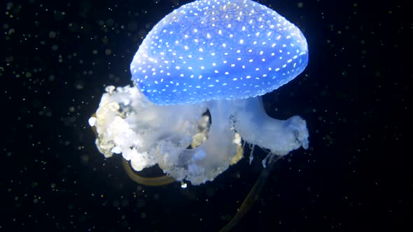 Cinematic close up of majestic blue colored Phyllorhiza Punctata Jellyfish against black background