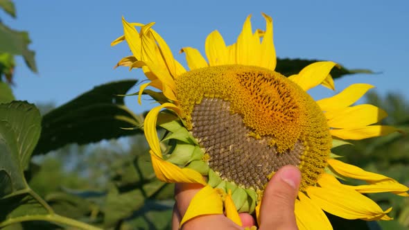 A Young Man in a Field of Sunflowers Pulls Sunflower Seeds From a Flower