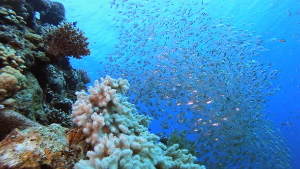 Underwater Coral Tropical Reef Glassfish