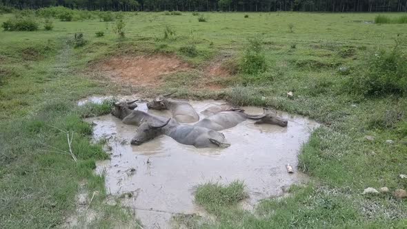 Puddle and Herd of Water Buffaloes on Field Upper View