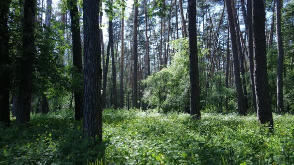 Beautiful Green Forest on a Summer Day Slow Motion