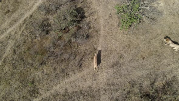 Drone View Footage of Young Lions Pride in African Savannah in the Morning with Tigers in National