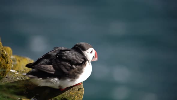 Wild Atlantic Puffin Seabird in the Auk Family in Iceland