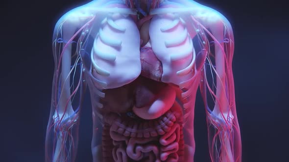 3D animated male internal organs anatomy