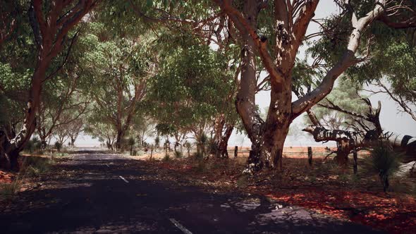 Open Road in Australia with Bush Trees