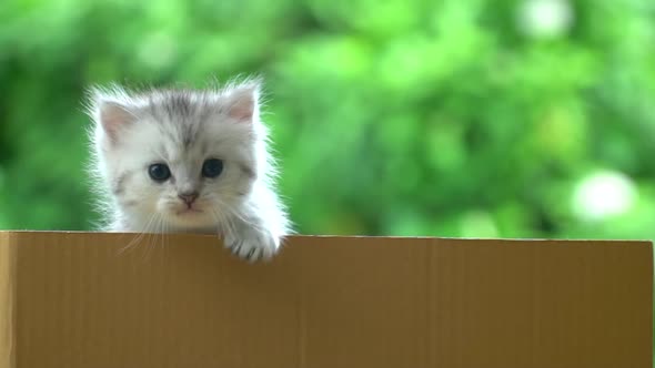 Cute Persian Kitten Playing In A Box