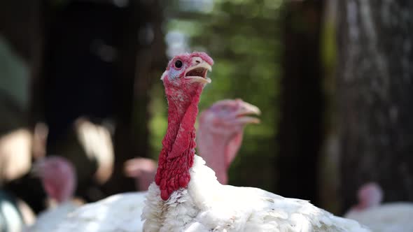 White Turkeys Walking in the Paddock. Common White Turkey Looking for Grain While Walking in a