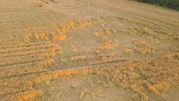 Aerial view of ripe farm field ready for harvesting with fallen down broken by wind wheat heads.