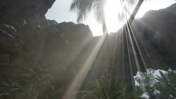 Big Palms in Stone Cave with Rays of Sunlight