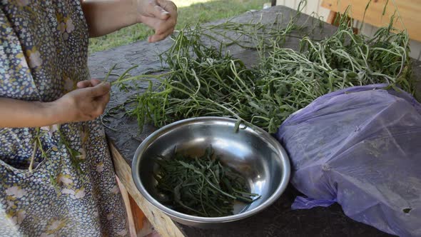 Cleaning herb arugula for vegetarian eating