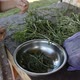 Cleaning herb arugula for vegetarian eating - VideoHive Item for Sale