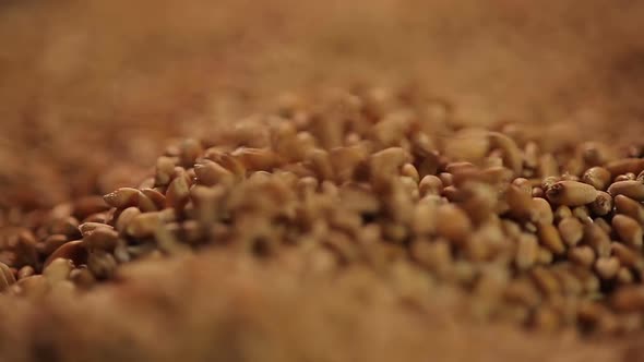 Close-Up Shot of Select Wheat Grain Pouring, Country's Agricultural Production