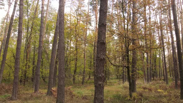 Forest with Trees in an Autumn Day