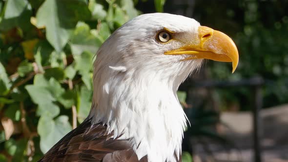 Bald Eagle Closeup