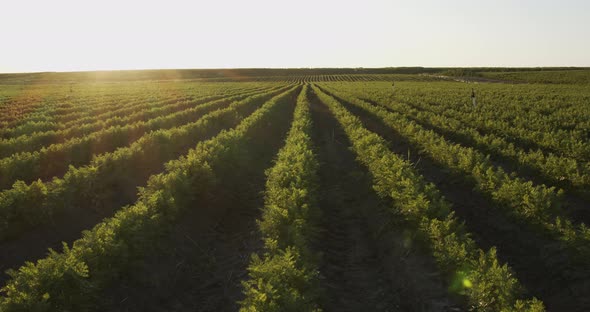 Carrots Growing On The Ground, Organic Farming, Rows In The Field, Close Up