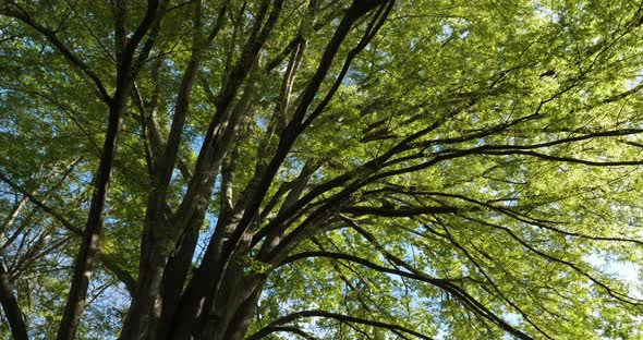 Japanese zelkova known as Japanese elm or keyaki