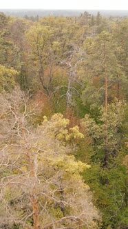 Vertical Video Forest with Trees in the Fall