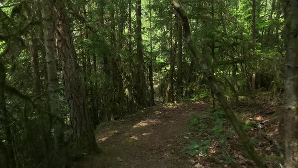 Forest Road. The path between the trees leads to the forest