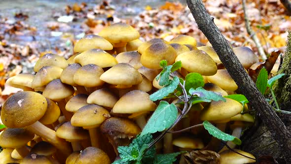 Honey Fungus Mushrooms 3
