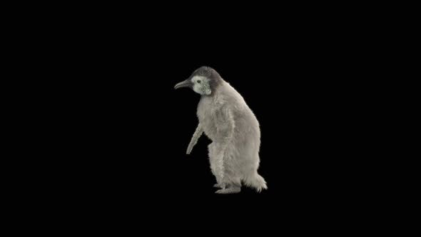 73 Penguin Dancing HD