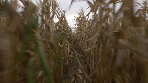 video of a scared man trying to get out of a corn field.