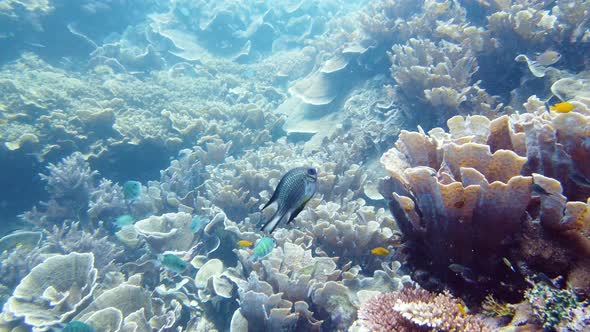 Coral Reef with Fish Underwater. Leyte, Philippines