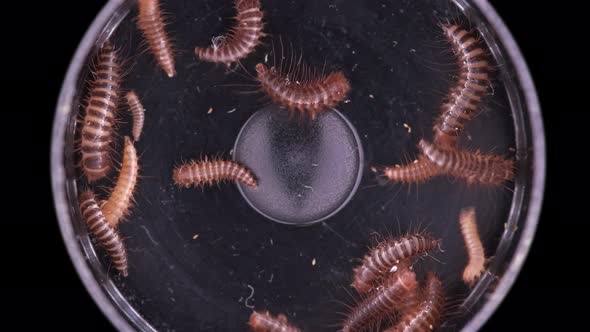 Larva of Beetle Dermestes Lardarius Under a Microscope of Family Dermestidae