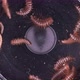 Larva of Beetle Dermestes Lardarius Under a Microscope of Family Dermestidae - VideoHive Item for Sale
