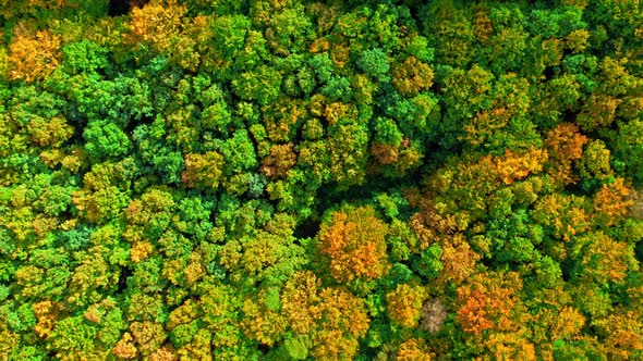 Amazing path in the forest. Aerial view of wildlife.