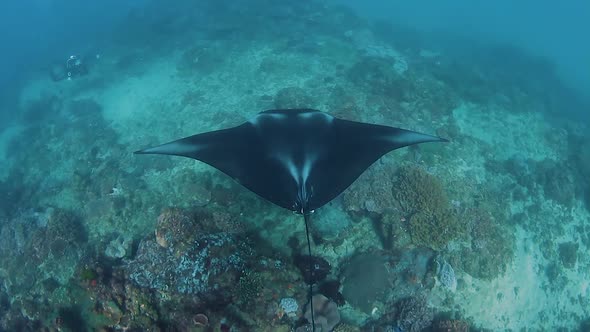 A large black Manta Ray swimming over a tropical reef