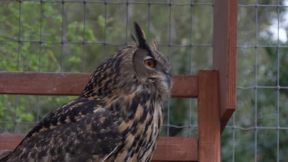 An Owl Inside A Cage In Castleview Open Farm, Cullohill, Ireland - close up