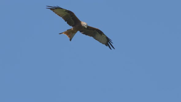 Tracking shot of Majestic Red Kite Eagles gliding at blue sky in summer