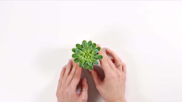 Hands holding a succulent on a white background. Home plants.