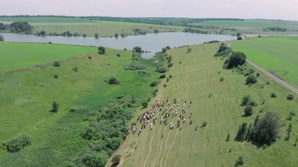 Shepherd leads a herd of cows to watering place at lake.