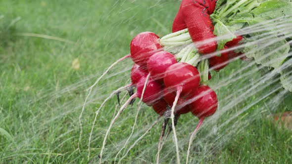 Hands in Gloves Washing Bunch of Radishes From Ground