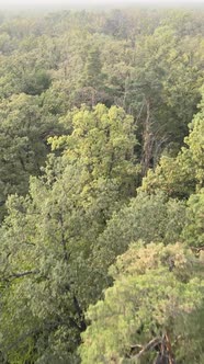 Green Forest on a Summer Day