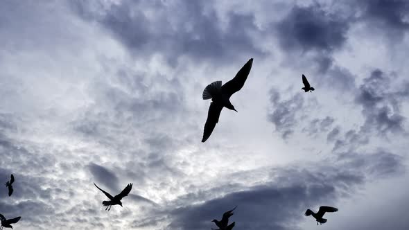 Animal Bird Seagulls Flying 6