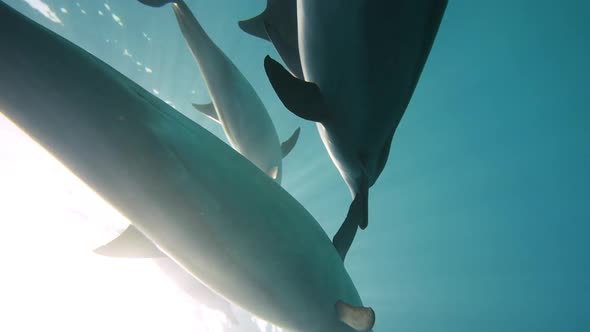 Dolphins Playing in the Blue Water of Red Sea