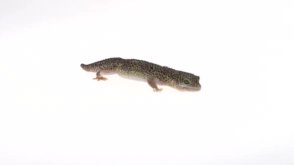 Leopard Gecko Standard Form, Eublepharis Macularius in White Background