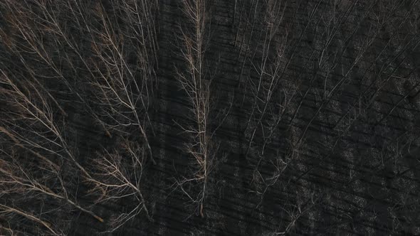 View Drone Flying Through Leafless Trees in Early Spring