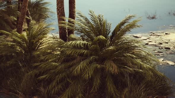 Palm Trees Flourish Around a Pool of Water at a Park in Palm Desert